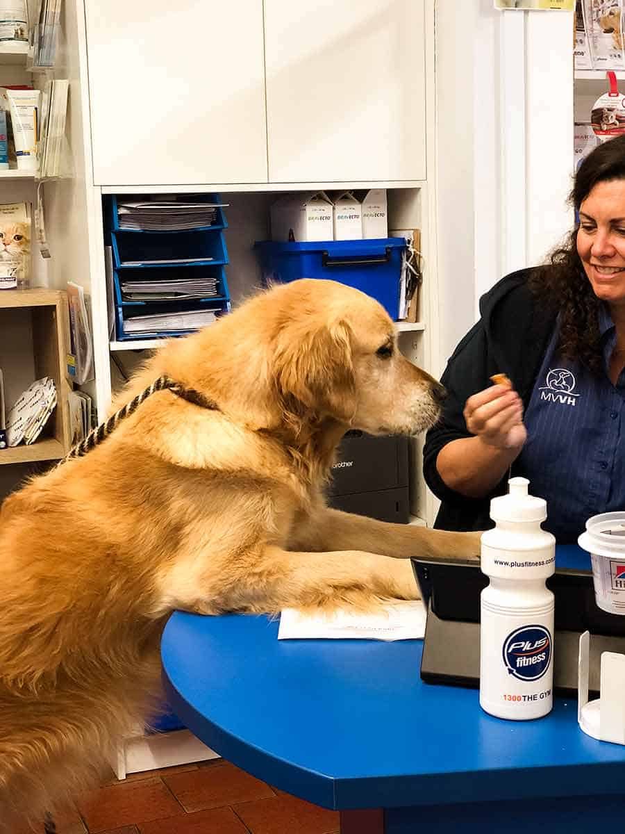 Dozer vet check up 2019 - Mona Vale vet