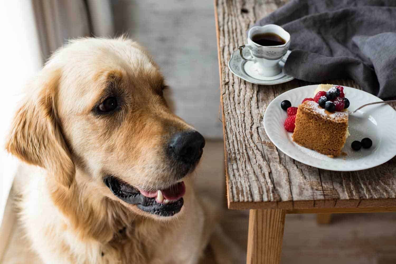 Dozer eyeing off Cheesecake | RecipeTin Eats