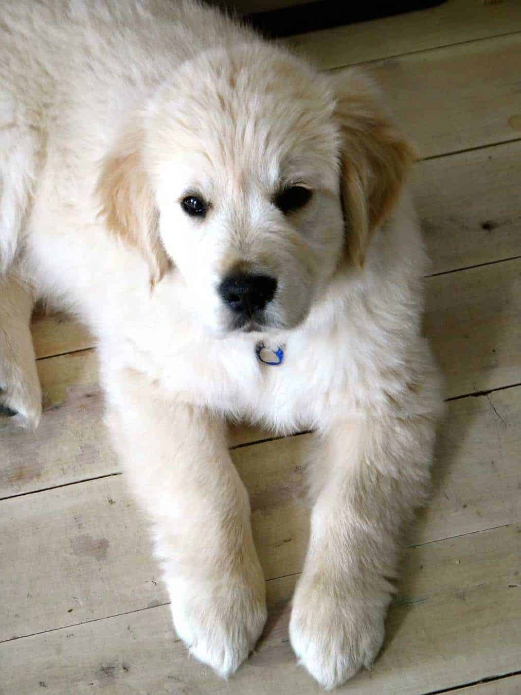 When Dozer was a puppy