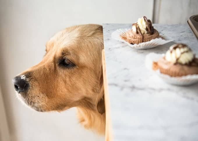 Dozer Mini Nutella Cheesecakes_3