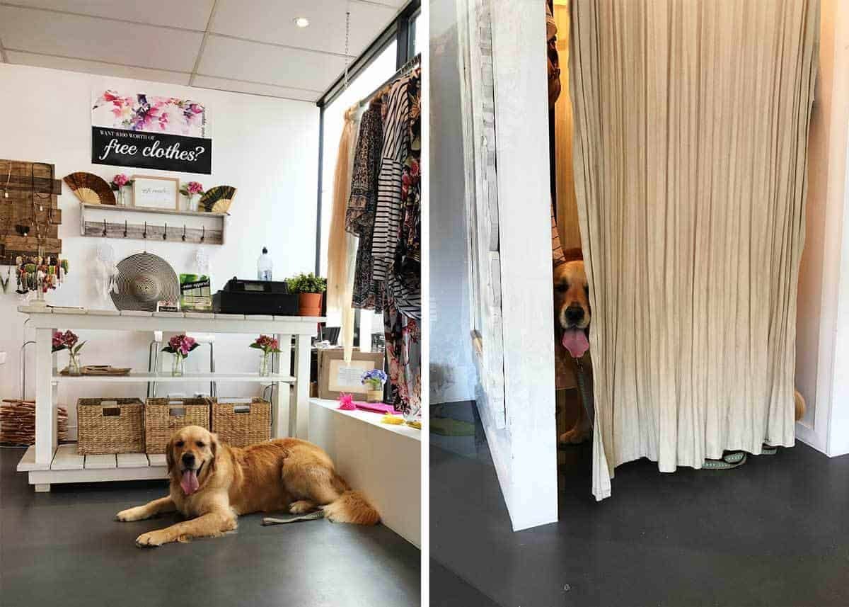 dozer-inside-dress-shop