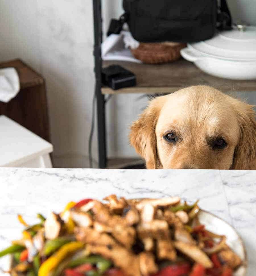 Dozer the golden retriever eyeing off Chicken Fajitas