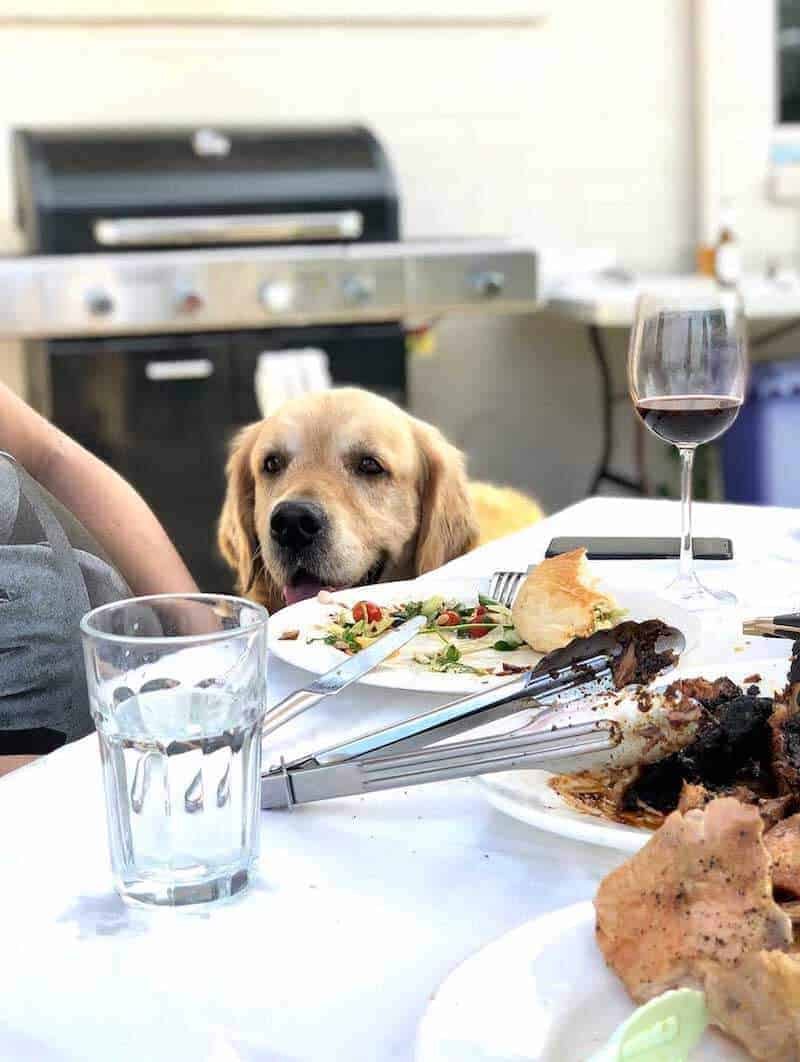 Dozer the golden retriever eyeing food on a table