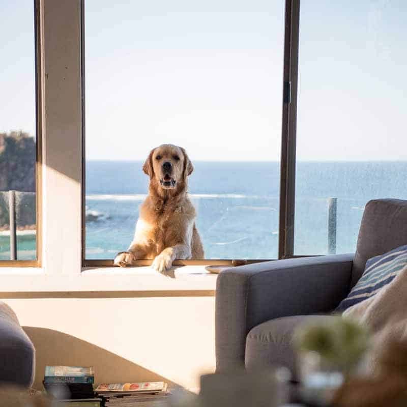 Dozer the golden retriever booted out of the house