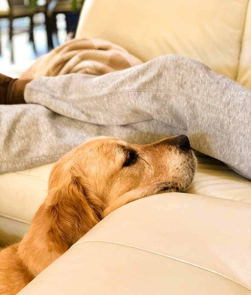 Dozer the golden retriever with chin on couch hoping for food
