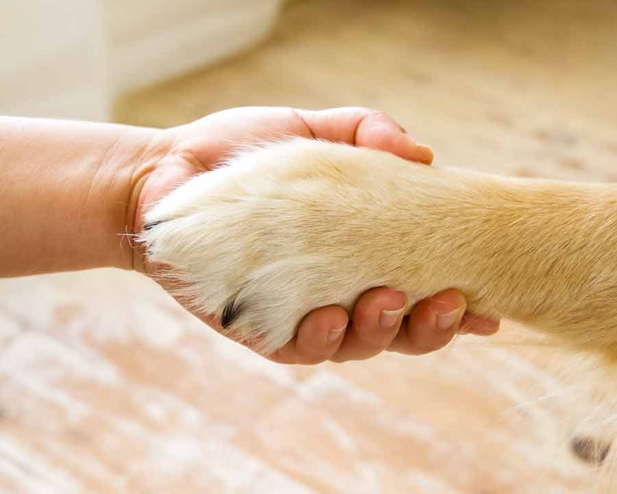 Dozer the golden retriever dog and Nagi shaking on it