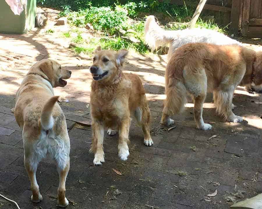 Dozer the golden retriever dog