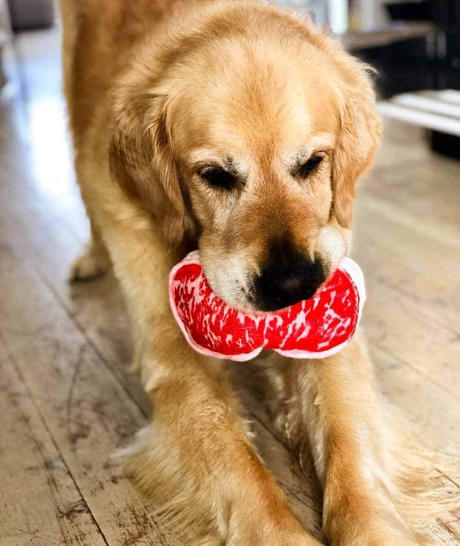 Dozer the golden retriever dog with toy wagyu beef steak