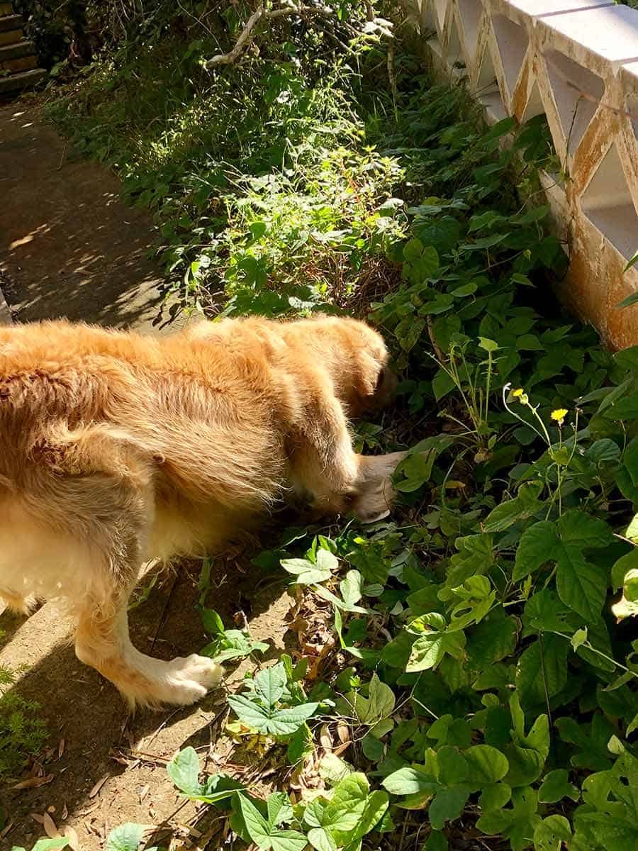Dozer torturing blue tongue lizard