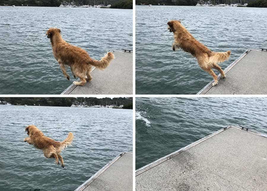 Dozer the golden retriever dog jumping off jetty into water