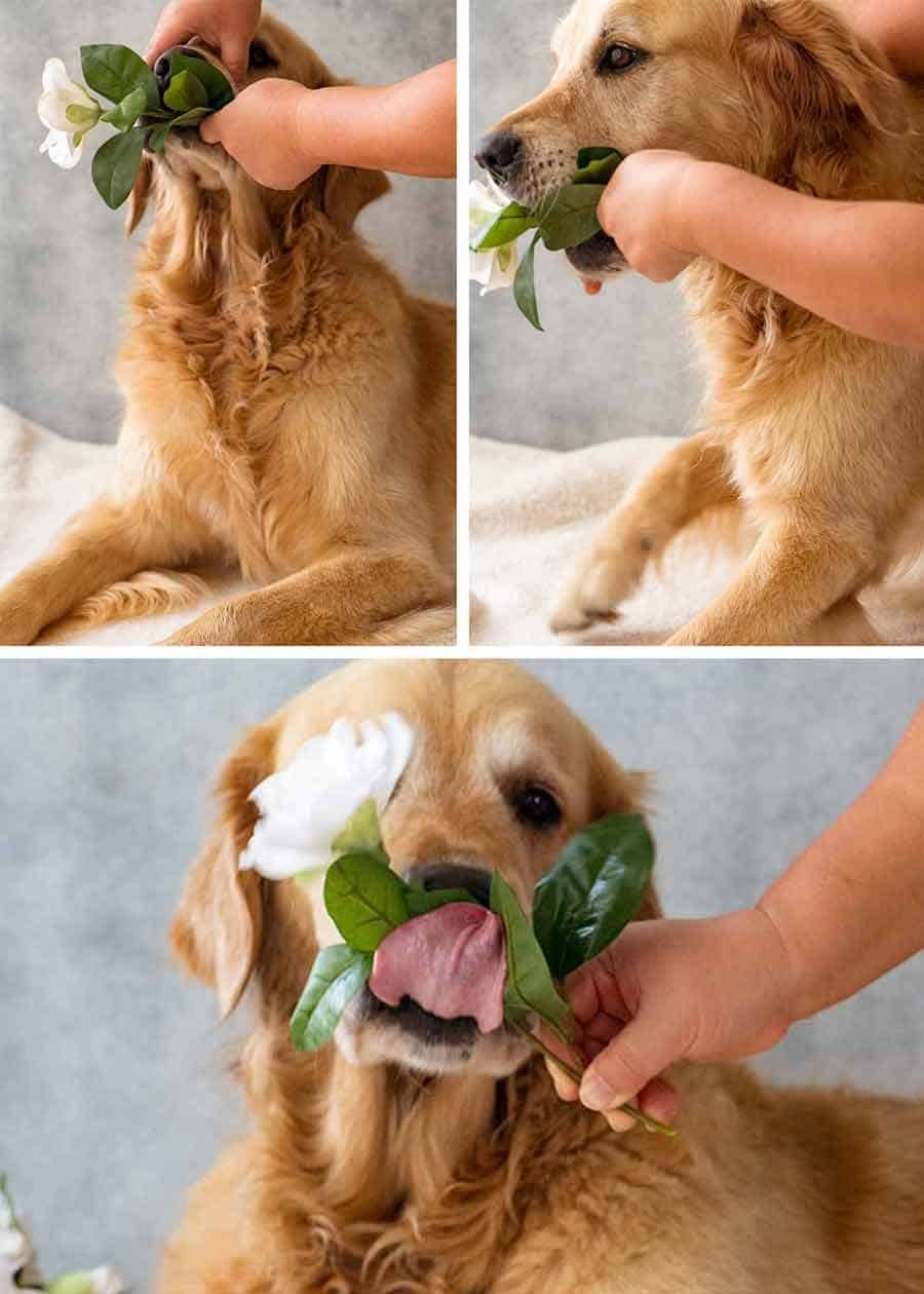 Dozer Mother's Day 2019 Fail