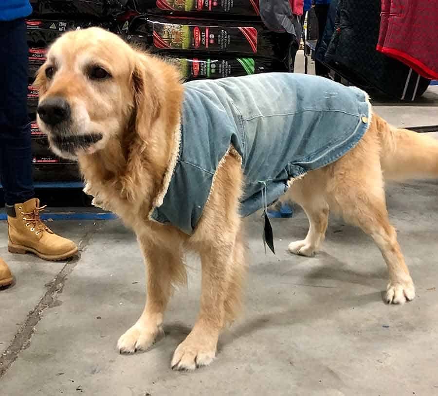 Dozer denim jacket too small