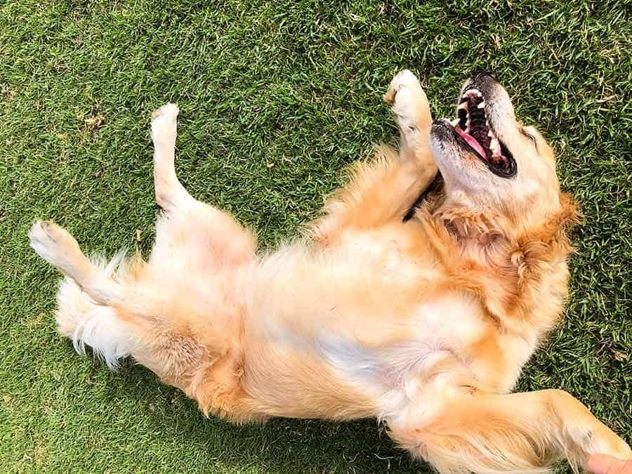 Dozer wanting tummy scratches at park_golden retriever dog