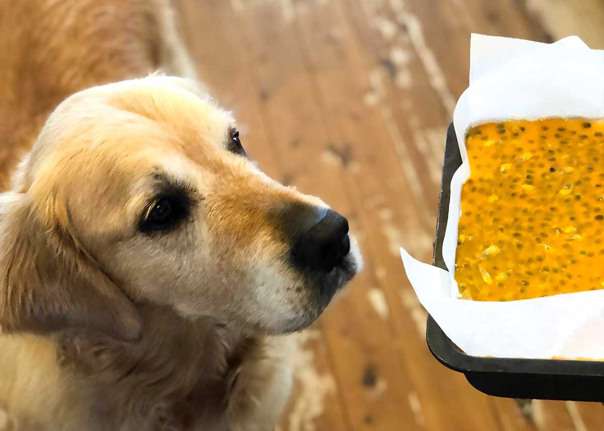 Dozer-passionfruit-cheesecake-bars