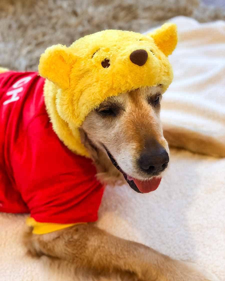 Dozer Winnie the Pooh outfit
