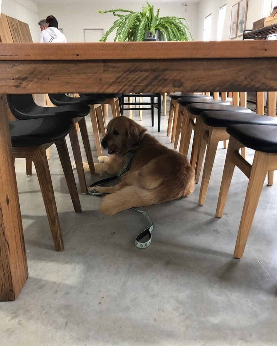 Dozer furniture shopping