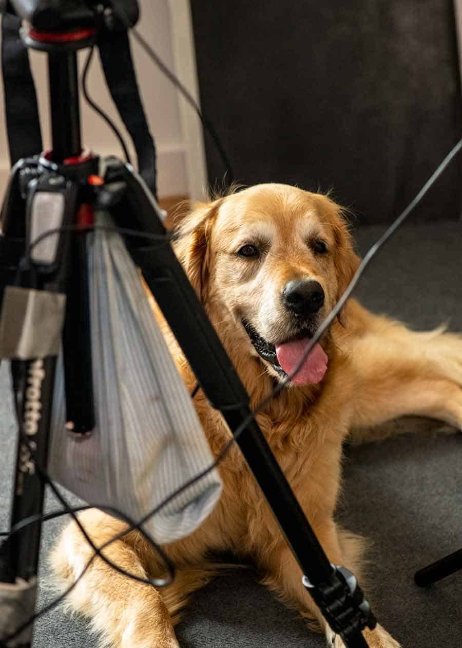 Dozer panting over Southern Fried Chicken