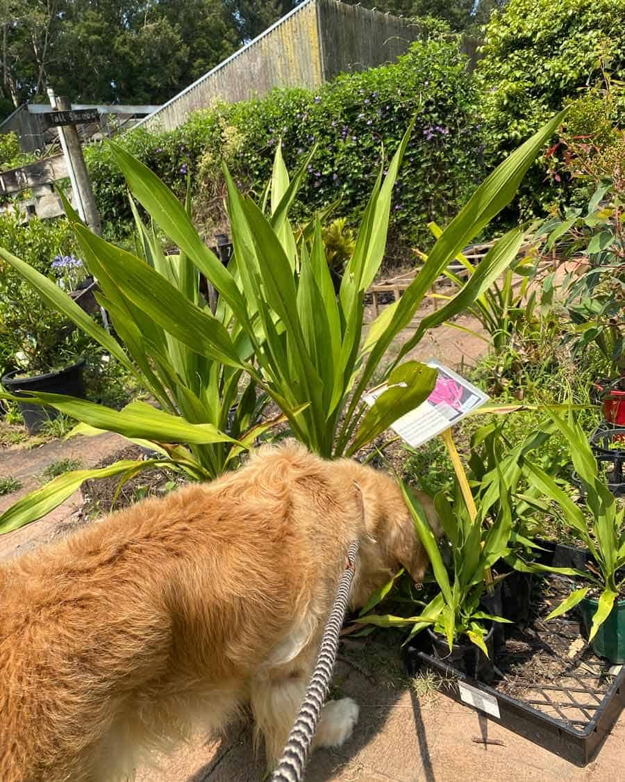Dozer at nursery plant shopping