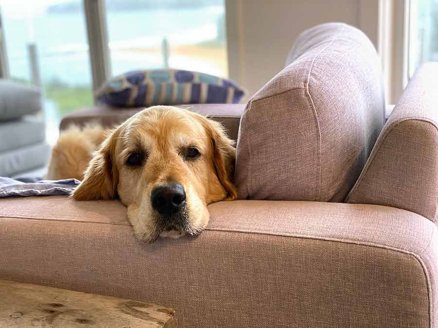 Dozer the golden retriever in armchair
