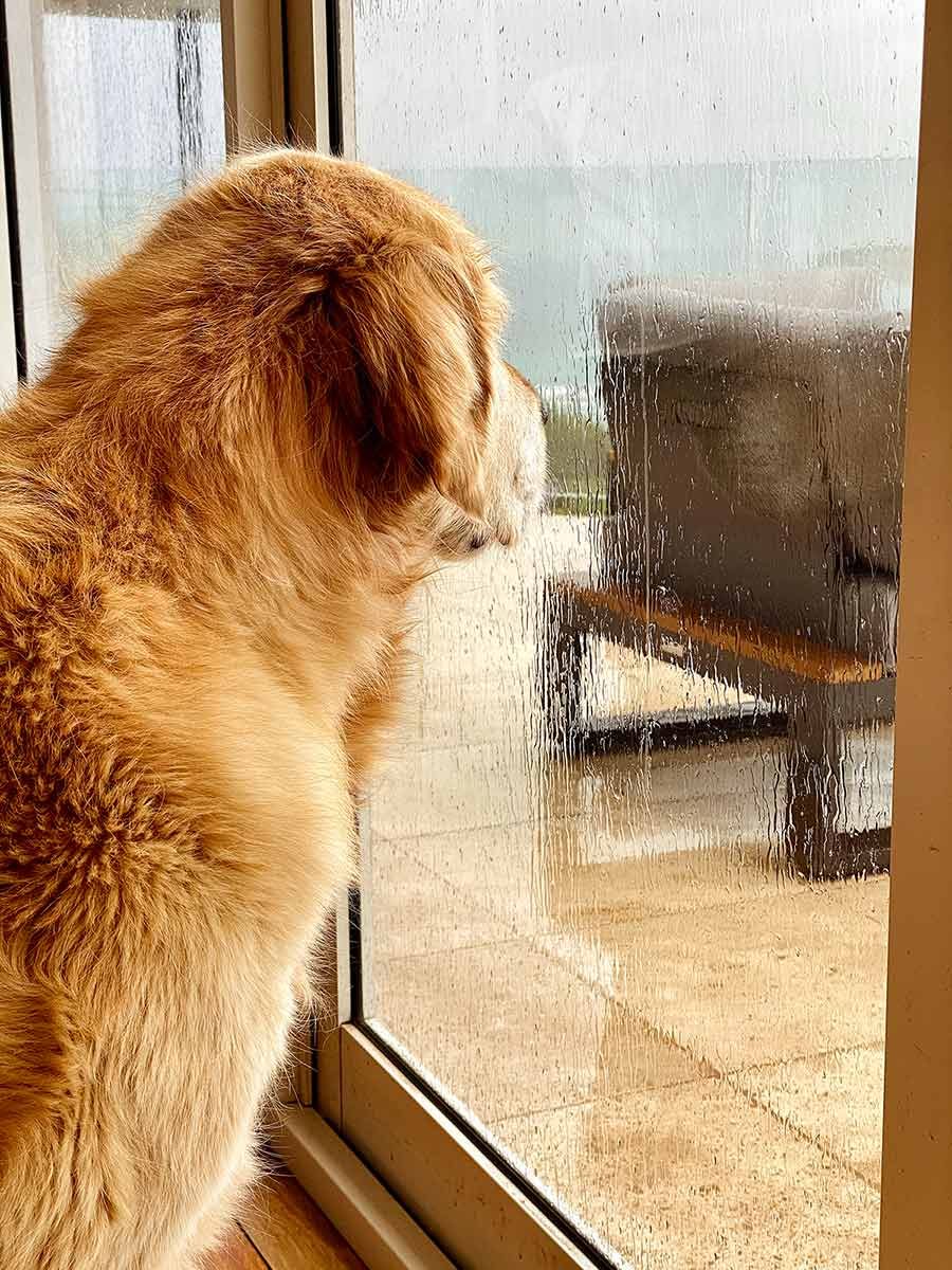 Dozer looking out window on rainy day