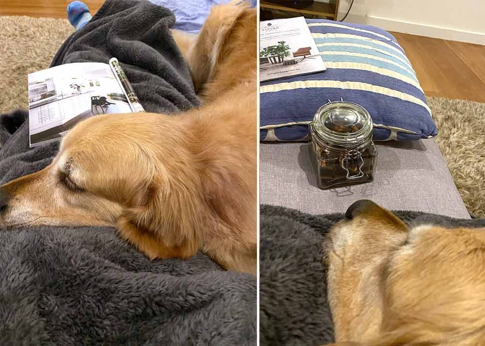 Dozer-keeping-me-warm-on-sofa-treat-jar