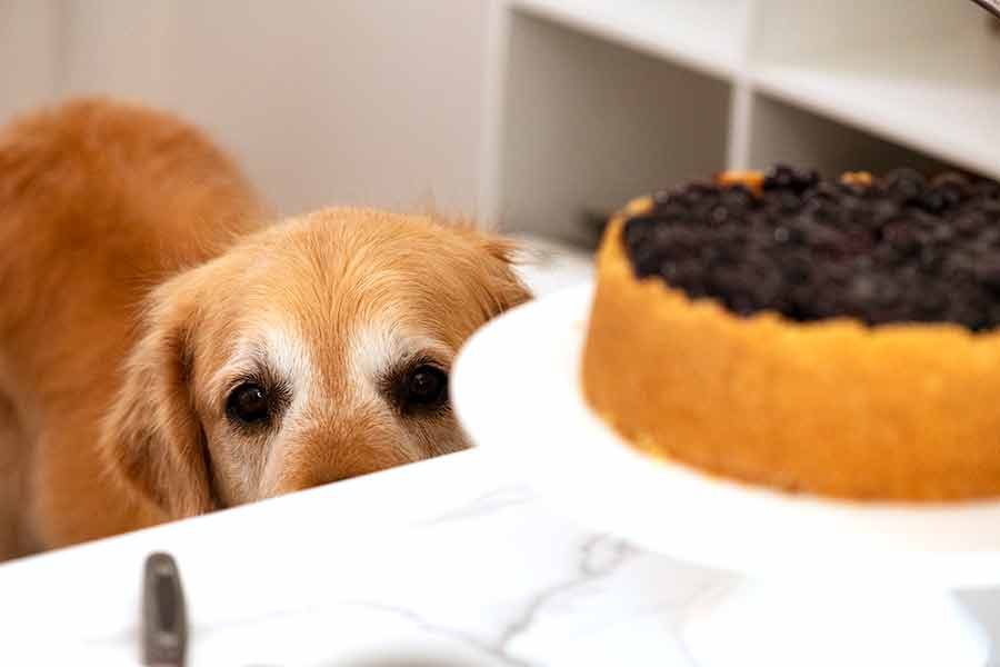 Dozer-Blueberry-Cheesecake_4