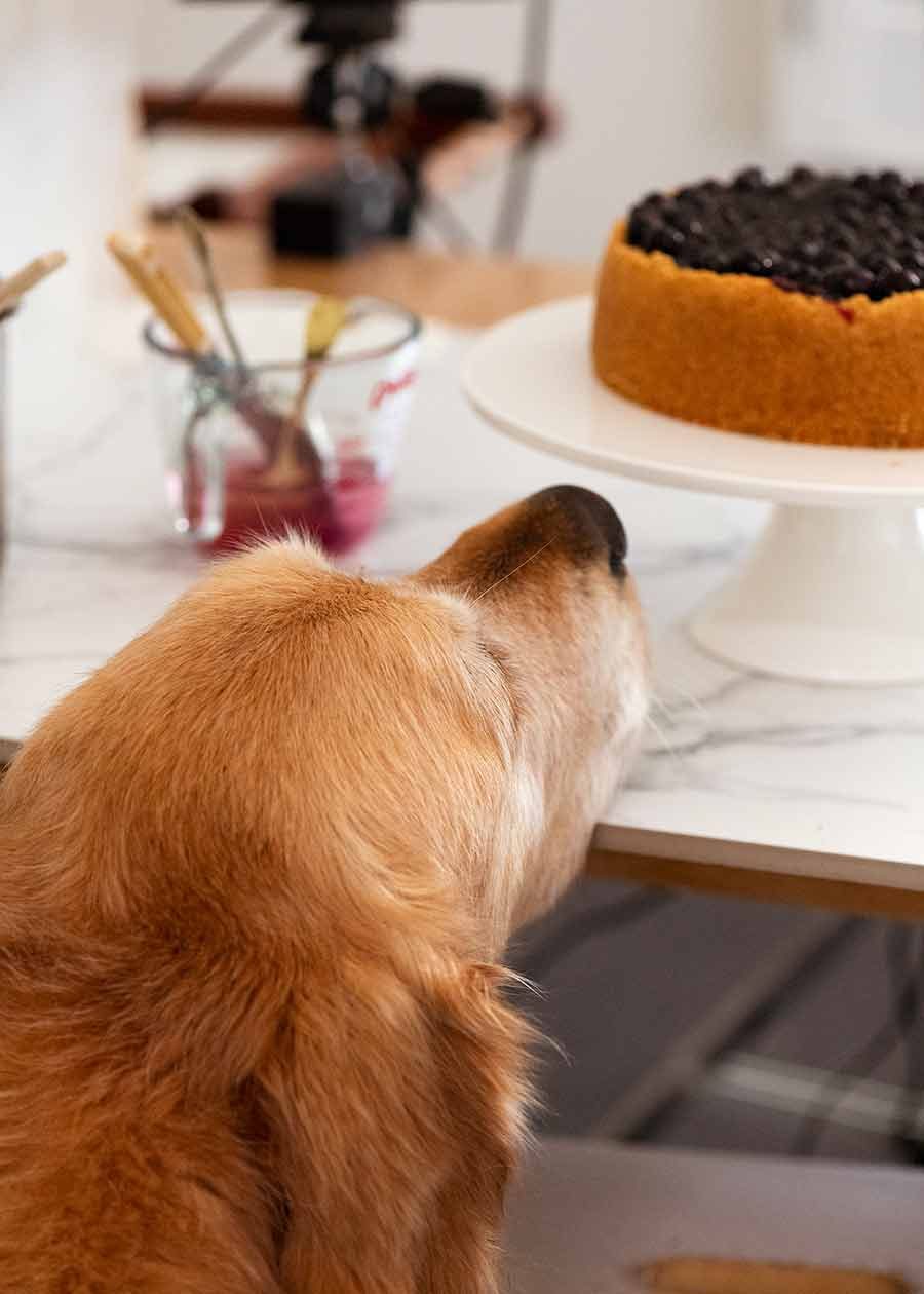 Dozer-Blueberry-Cheesecake_5