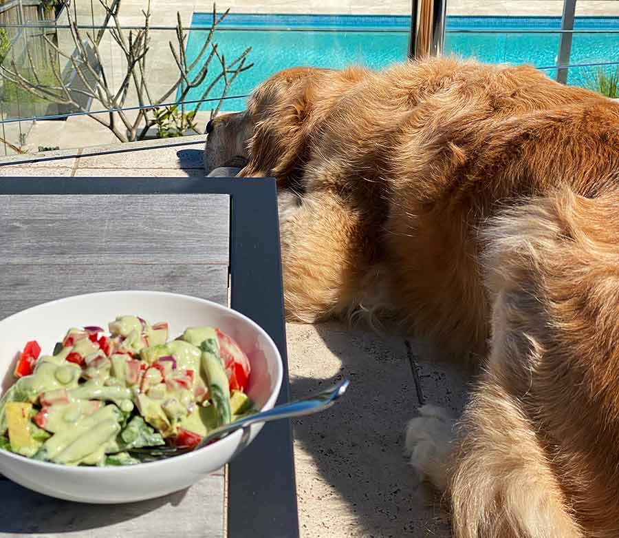 Dozer completely uninterested in Green Bean Salad