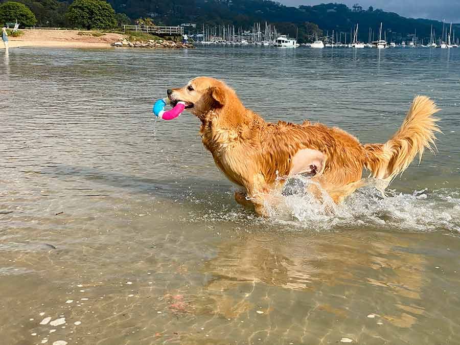 Dozer-shaved-back-at-beach