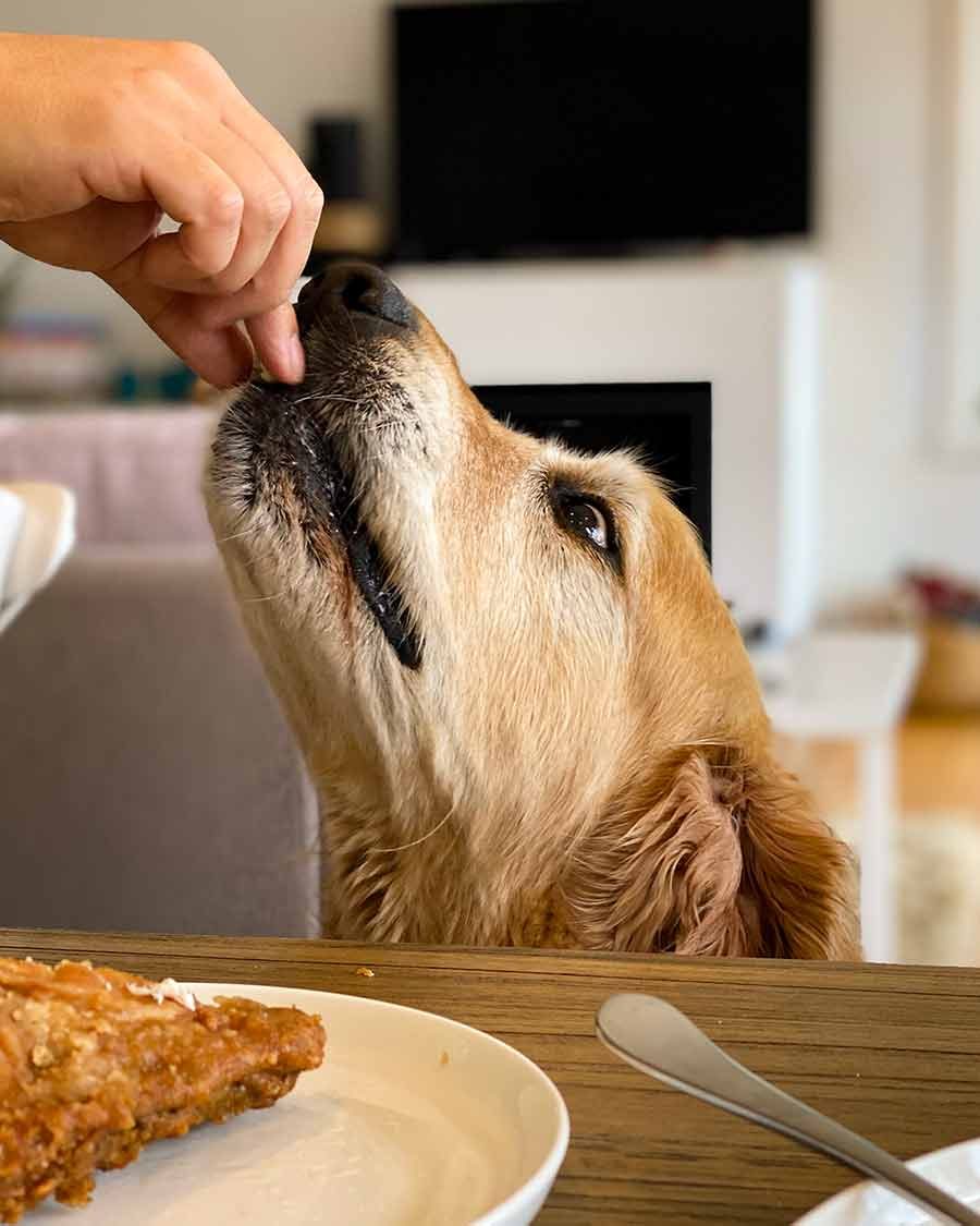 Dozer taste testing chicken