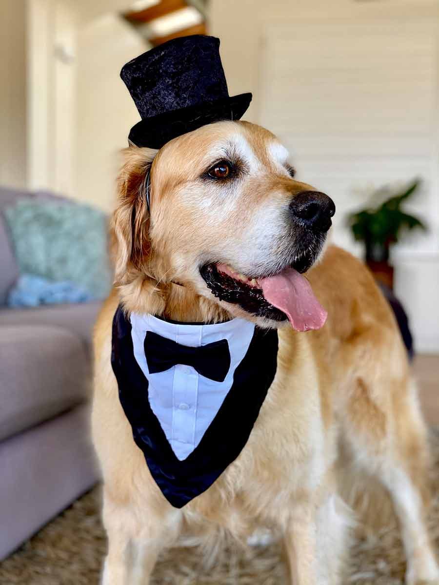 Dozer dog Melbourne cup outfit