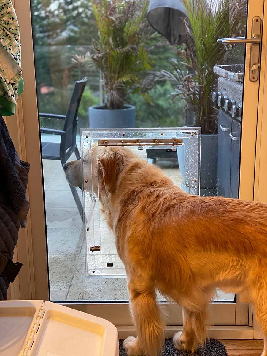 Dozer-sticking-head-out-of-dog-door