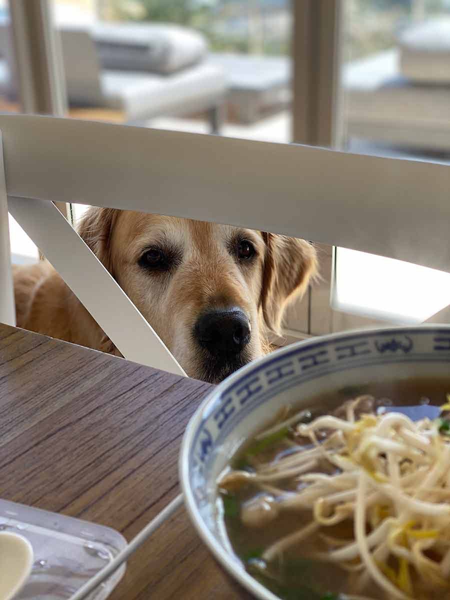 Dozer-wants-pho