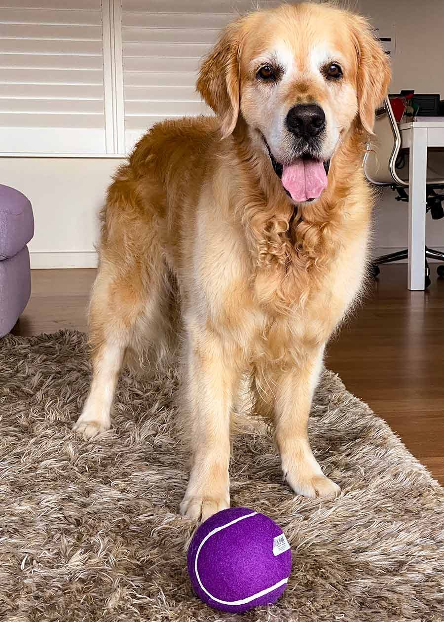 Dozer giant blueberry ball