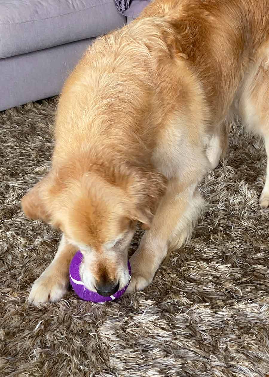 Dozer giant blueberry ball