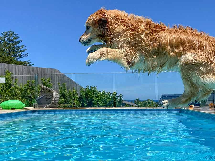 Dozer jumping into pool