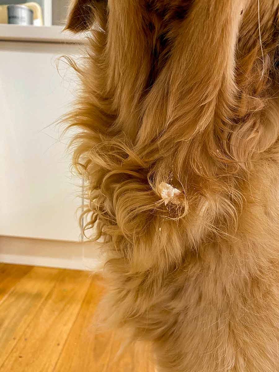 Dozer food catching chest hair