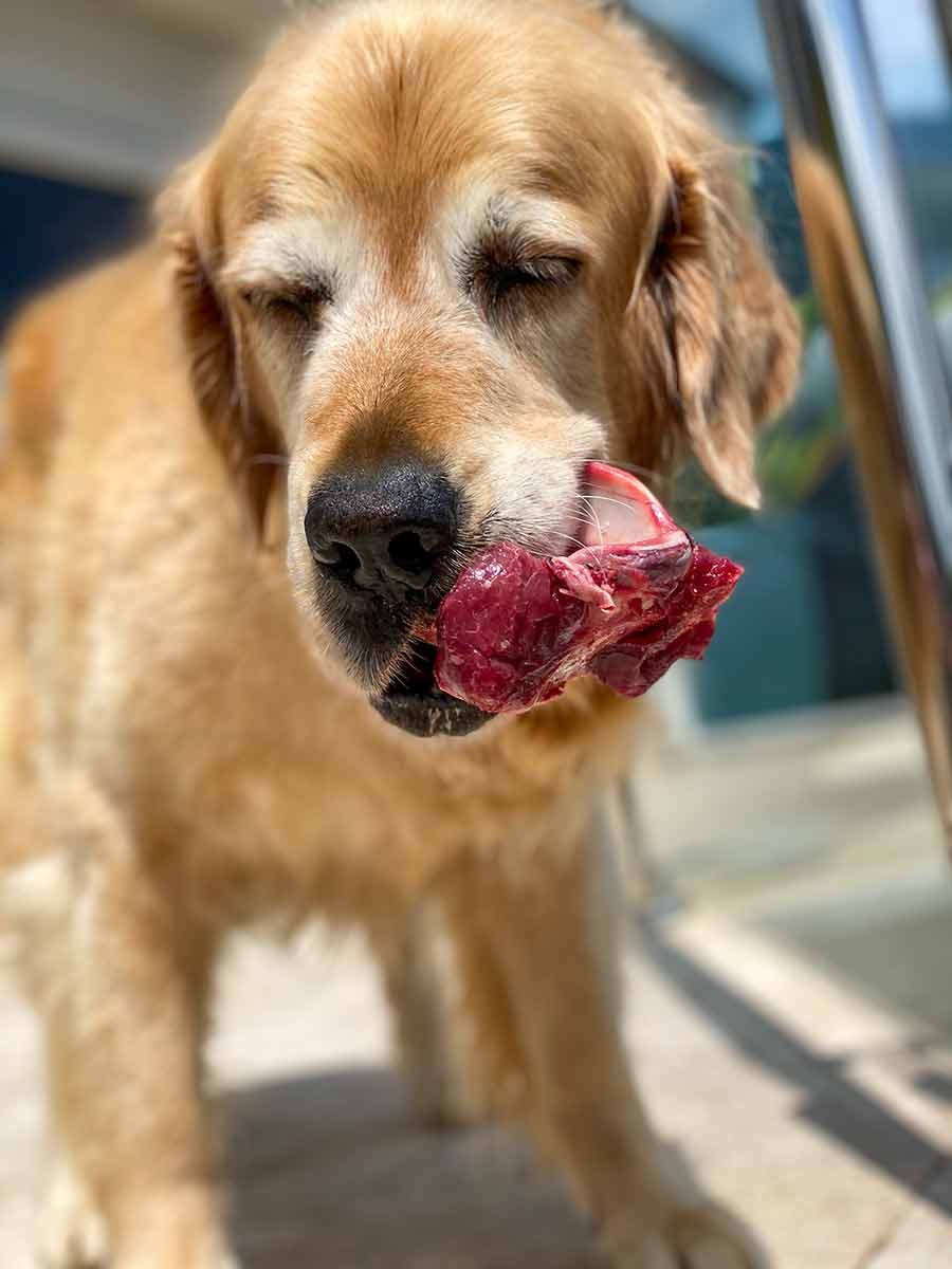 Dozer eating meaty bone