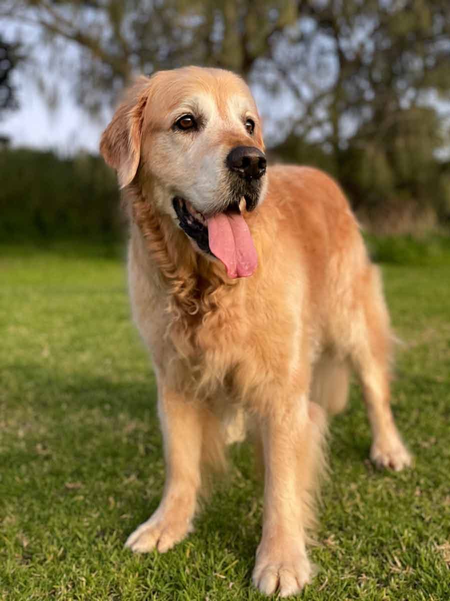 Dozer Mona Vale gold course