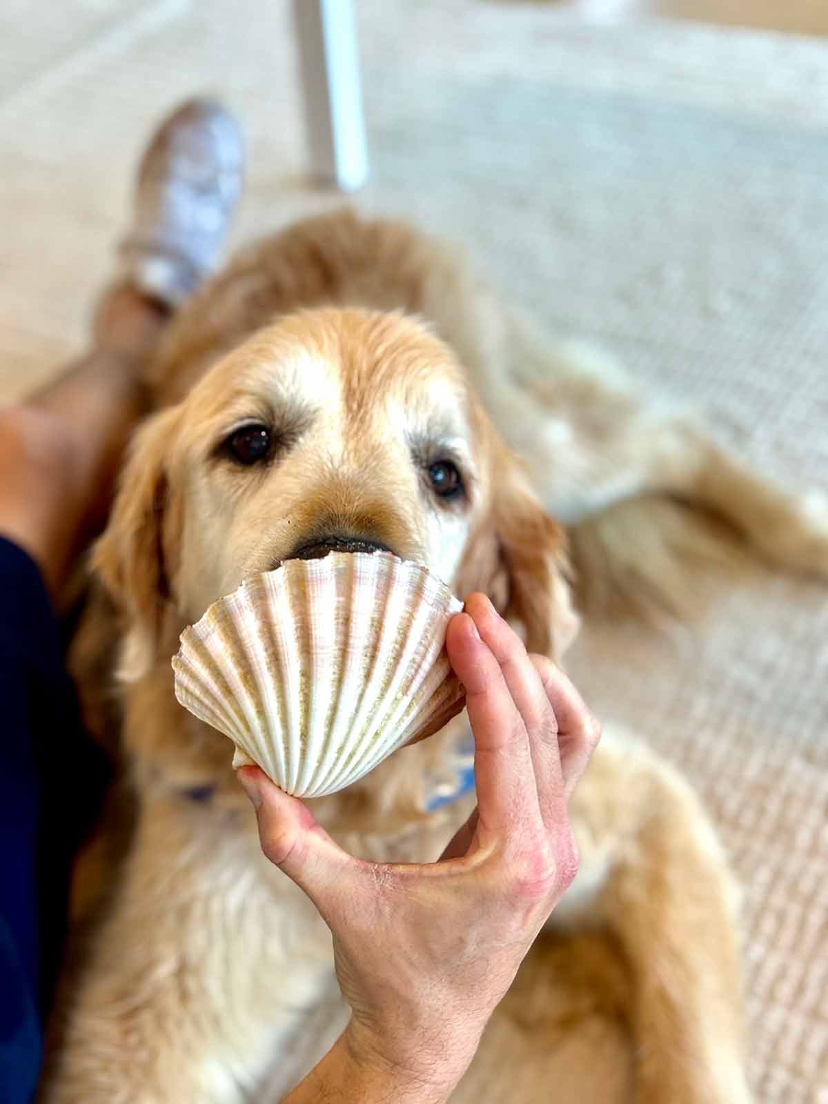Coquilles Saint-Jacques Dozer